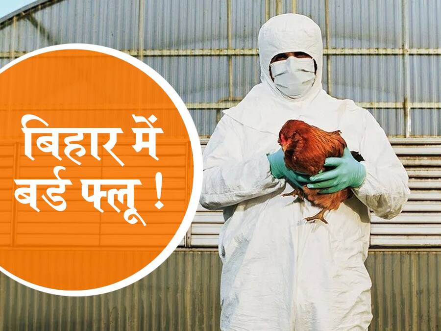 Bird Flu in Bihar : बिहार के सुपौल में बर्ड फ्लू की पुष्टि, एक किलोमीटर ...