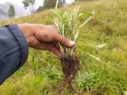 Spikenard: Precautions, Side Effects And Benefits Of Jatamansi