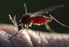 मलेरिया (Malaria)