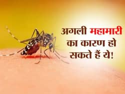अगली महामारी का कारण बनेंगे मच्छर! डब्लूएचओ के वैज्ञानिकों ने बताया मिल रहे हैं नई महामारी के संकेत