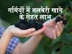 Shahtoot Ke Fayde: रुजुता दिवेकर ने बताए गर्मियों में मलबेरी खाने के फायदे, आंखों से लेकर इम्यून सिस्टम के लिए लाभकारी है शहतूत
