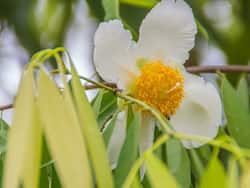 नागकेसर के फायदे, औषधीय गुण, लाभ और नुकसान