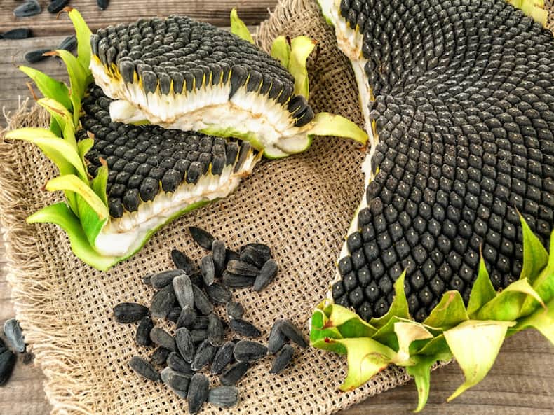 खाएं इम्यूनिटी बढ़ाने वाले ये 5 सुपर सीड्स, कई बीमारियों से होगा बचाव