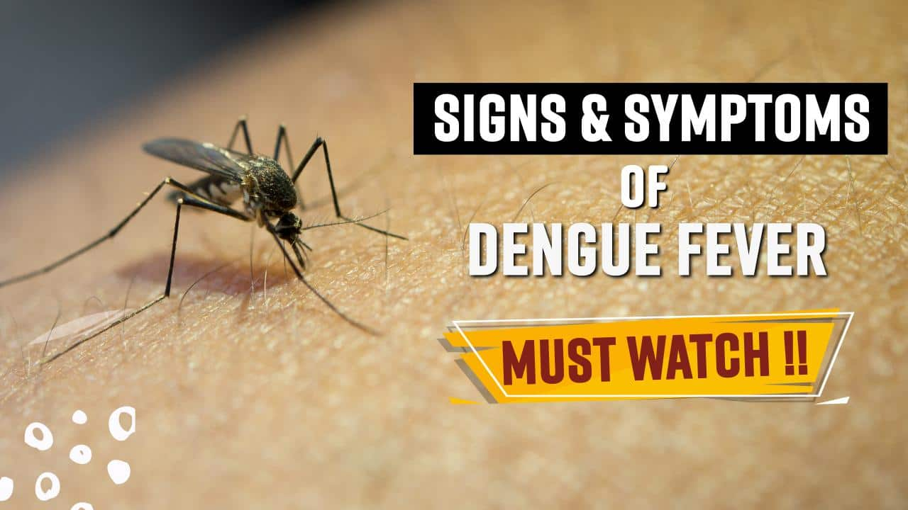 National Dengue Day 2022: Dengue Fever, Causes, Symptoms and Treatment ...