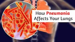 Pneumonia: How Fluid Forms Inside The Lungs And Then Damages It Completely