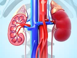क्रिएटिनिन क्या है, जिसकी अधिकता से डैमेज होने लगती है किडनी, जानिए शरीर में कितना होना चाहिए क्रिएटिनिन लेवल