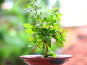 Basil Tulsi Health Benefits Uses Side Effects And More