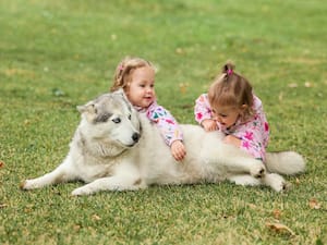 why are dogs protective of babies