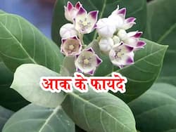 Aak Benefits and Uses- आक के फायदे, औषधीय गुण, लाभ और नुकसान