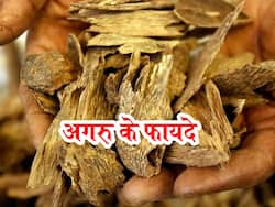 Agarwood Benefits and Uses- अगरु के फायदे, औषधीय गुण, लाभ और नुकसान