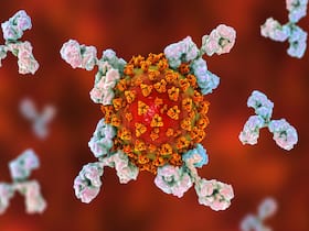 Omicron May Help Create Antibodies Against Delta If You Are Vaccinated: Study Omicron May Help Create Antibodies Against Delta If You Are Vaccinated: Study