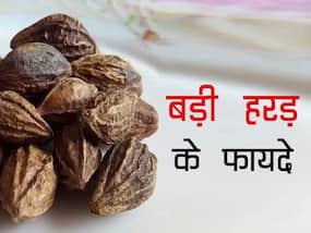 Myrobalan Benefits and Uses- बड़ी हरड़ के फायदे, औषधीय गुण, लाभ और नुकसान