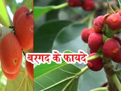 Banyan tree Benefits and Uses- बरगद के पेड़ के फायदे, औषधीय गुण, लाभ और नुकसान