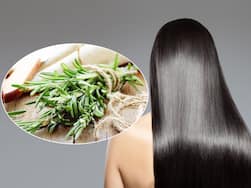 बालों के लिए अमृत का काम करती हैं ये 5 औषधियां, रुक जाता है बालों का झड़ना और सफेद होना