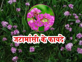 Jatamansi Benefits and Uses- जटामांसी के फायदे, औषधीय गुण, लाभ और नुकसान