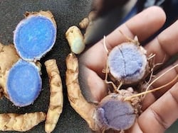 Kali Haldi: Nutritional Value And Medicinal Benefits Of Black Turmeric