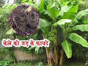 Kele ki jad Benefits and Uses- केले की जड़ के फायदे, औषधीय गुण, लाभ और नुकसान