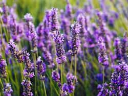 Lavender: Health Benefits, Uses, Side Effects And More