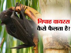 निपाह का संक्रमण हुआ तेज अब तक 6 लोग आए चपेट में, जानिए कैसे फैलता है रोग और क्या हैं बचाव के उपाय