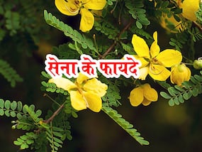 Senna Benefits and Uses- सेना के फायदे, औषधीय गुण, लाभ और नुकसान