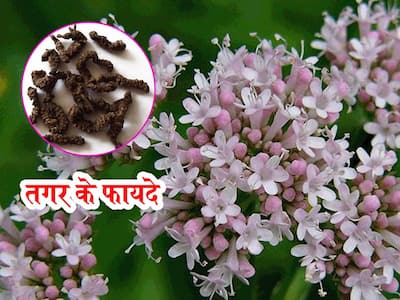 Indian Valerian Benefits and Uses- तगर के फायदे, औषधीय गुण, लाभ और ...