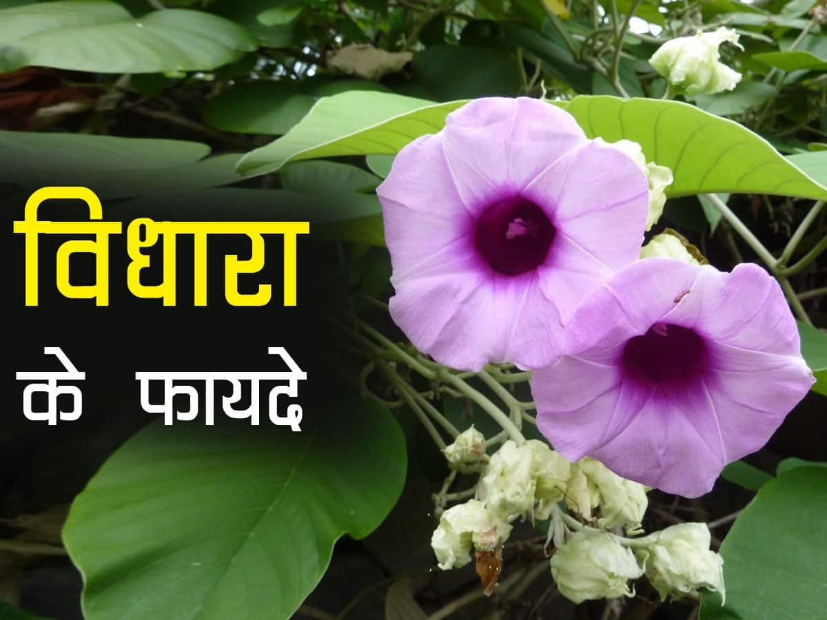 Elephant creeper Benefits and Uses विधारा के फायदे, औषधीय गुण, लाभ और