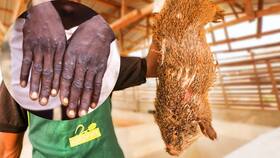 Avoid Eating Bushmeat, Using Creams Derived From Animals: India On High Alert Over Monkeypox Outbreak, Centre Issues Fresh Guidelines Avoid Eating Bushmeat, Using Creams Derived From Animals: India On High Alert Over Monkeypox Outbreak, Centre Issues Fresh Guidelines