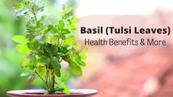Diabetes To Kidney Stones: 10 Health Benefits of Basil (Tulsi) Leaves
