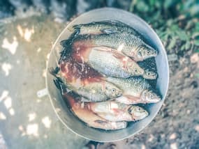A Daily Diet Of Fish Can Give You Skin Cancer, Say Experts: Follow These Tips To Stay Safe