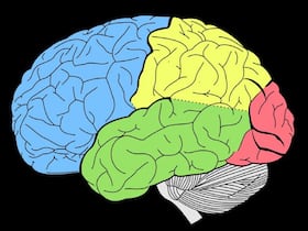Outdoor and Indoor Air Pollutants Can Affect Children   s Brain Development: Study