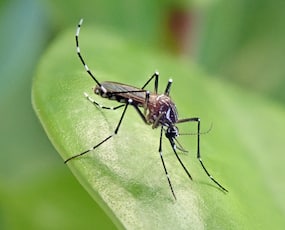 Dengue Outbreak In Ludhiana: Health Authority Issues Safety Guidelines