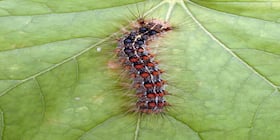 Hairy caterpillar rash: आपके घर में घुमने वाला ये कीड़ा पूरे शरीर में पैदा कर सकता है एक्जिमा, जानें कैसे बचें