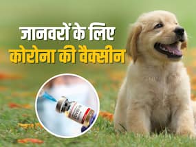 Anocovax: जानवरों के लिए आई पहली भारतीय कोरोना वैक्सीन, जानें क्यों है खास और कैसे करेगी काम