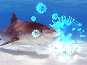 Shark Antibodies May Help Fight COVID-19: Experts