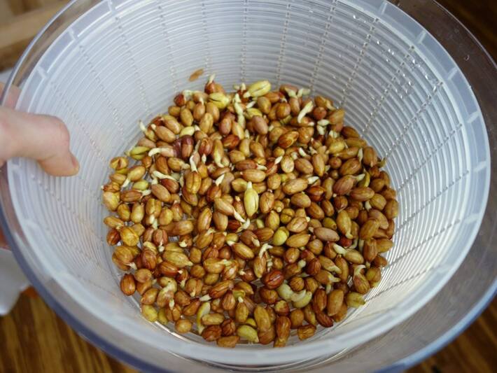 अंकुरित मूंगफली के फायदे डायबिटीज में अंकुरित मूंगफली खाने के 4 फायदे