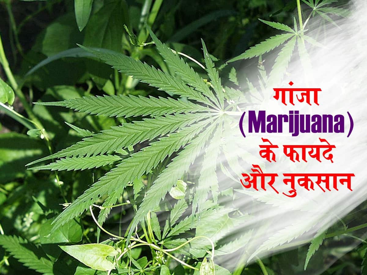 गांजा के फायदे औषधीय गुण और नुकसान | मारिजुआना के फायदे | Marijuana  benefits and Side effects in hindi  हिंदी
