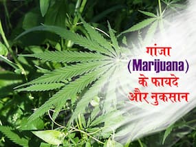 थाईलैंड में गांजा (Marijuana) का सेवन नहीं है अब अपराध, आप भी जानें सेहत के लिए इसके फायदे और नुकसान