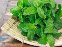 Beauty Benefits Of Mint: Shahnaz Husain Unveils The Secrets Of This Herb, Shares Tips And More