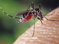 West Nile Virus Vs Malaria: How The Two Mosquito-Borne Diseases Are Different?