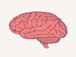 Your Diet Can Boost Brain Function: The Link Between Orexin Cells And Food  Decoded