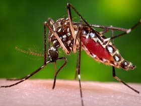 Black Nose Disease: A New Chikungunya Symptom