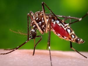 Black Nose Disease: A New Chikungunya Symptom