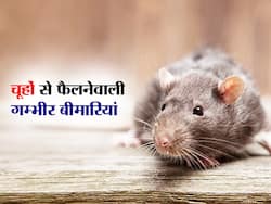 चूहों ने पाइप कुतर पी लिया मरीज को लगाया ग्लूकोज, वीडियो हुआ वायरल,इन बीमारियों को फैलाने का काम करते हैं चूहे