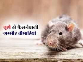 चूहों ने पाइप कुतर पी लिया मरीज को लगाया ग्लूकोज, वीडियो हुआ वायरल,इन बीमारियों को फैलाने का काम करते हैं चूहे