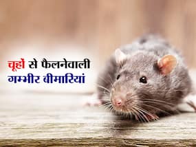 चूहों ने पाइप कुतर पी लिया मरीज को लगाया ग्लूकोज, वीडियो हुआ वायरल,इन बीमारियों को फैलाने का काम करते हैं चूहे