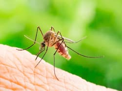 Japanese Encephalitis Claims Several Lives In Assam: Fever, Stiff Neck And Other Symptoms Of This Mosquito-Borne Disease