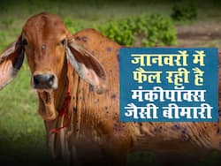 गुजरात-पंजाब में गाय-भैसों में दिखी मंकीपॉक्स जैसी बीमारी लम्पी स्किन डिज़िज़, इंसानों में इस बीमारी के फैलने का रिस्क कितना
