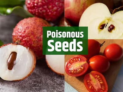 Fresh Look at Are Apple Seeds Poisonous What Happens If You Eat Them