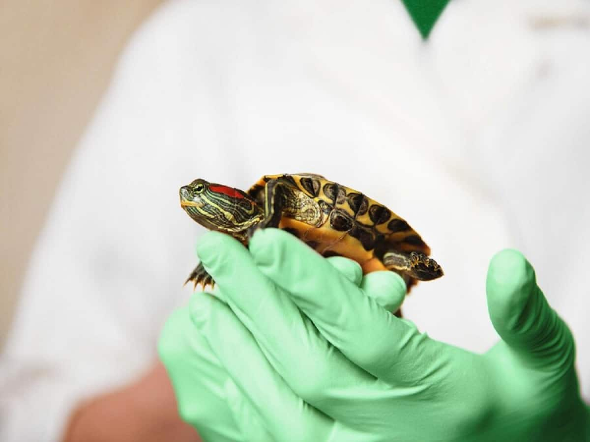 Salmonella Outbreak: Small Turtles Are Making People Sick, Says