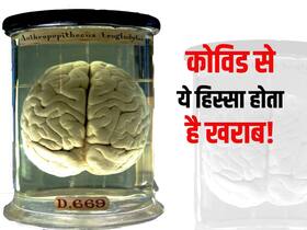 इंफेक्शन से ट्रिगर होने वाला इम्यून रिस्पॉन्स आपके दिमाग के लिए खतरा! दिमाग के इस हिस्से को सबसे ज्यादा नुकसान